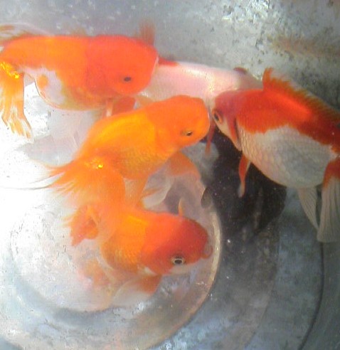 癒し 金魚